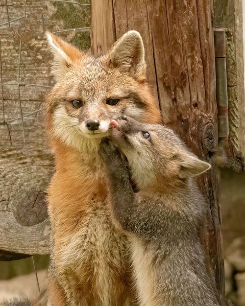 Red fox and pup